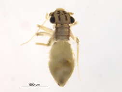 Image of Echinopsocinae