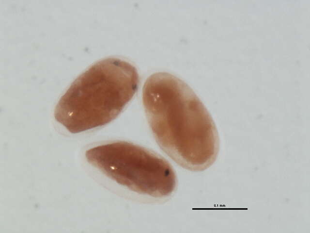 Sivun Aulacaspis rosarum Borchsenius 1958 kuva