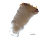 Image of Pine oystershell scale