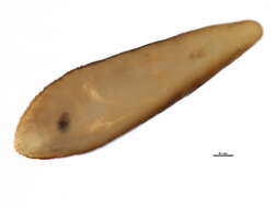 Image de Lopholeucaspis