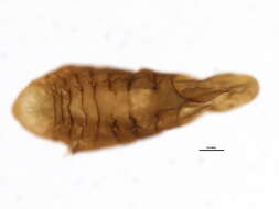 Image de Lopholeucaspis