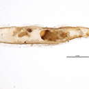 Image of Lepidosaphes tapleyi Williams 1960