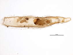 Image of Lepidosaphes tapleyi Williams 1960