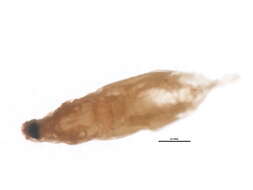 Image of Lepidosaphes tapleyi Williams 1960