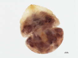 Image of <i>Pseudaonidia duplex</i>