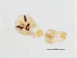 Sivun Aulacaspis tubercularis Newstead 1906 kuva