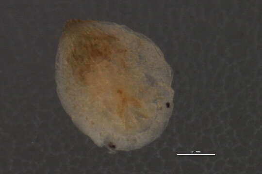 صورة Melanaspis bromiliae (Leonardi 1899)