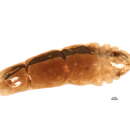 Image of Unaspis yanonensis (Kuwana 1923)