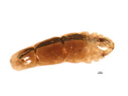 Image of Unaspis yanonensis (Kuwana 1923)