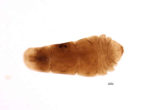 Image of Unaspis yanonensis (Kuwana 1923)