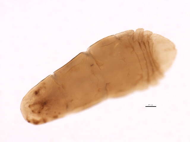 Image of Unaspis yanonensis (Kuwana 1923)