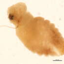 Image of Lepidosaphes laterochitinosa Green 1925