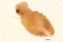 Image of Lepidosaphes laterochitinosa Green 1925