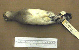 Image of Hudsonian Godwit