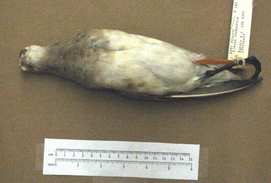 Image of Hudsonian Godwit