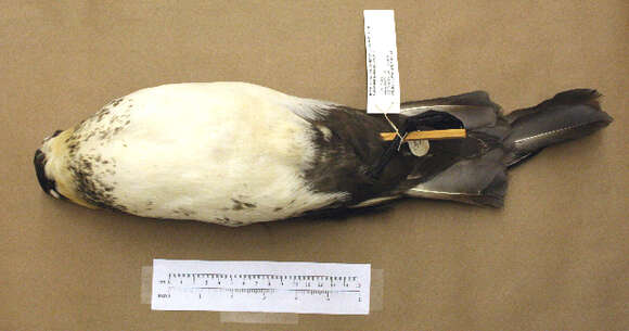 Image of Pomarine Jaeger