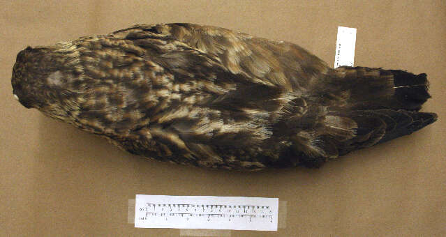 Image of Great Skua