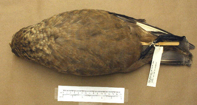 Image of Great Skua