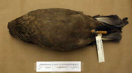 Image of Great Skua