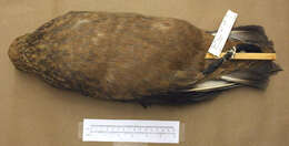 Image of Chilean Skua