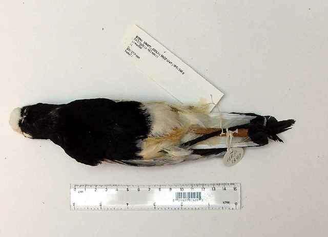 Image of Blacksmith Lapwing