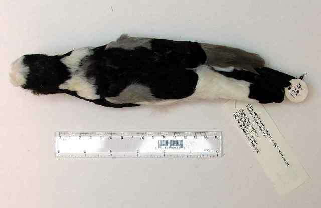 Image of Blacksmith Lapwing