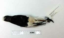 Image of Blacksmith Lapwing