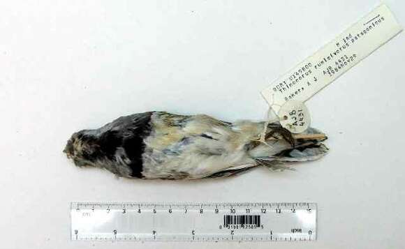 Image of Least Seedsnipe