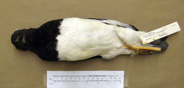 Image of Magellanic Oystercatcher