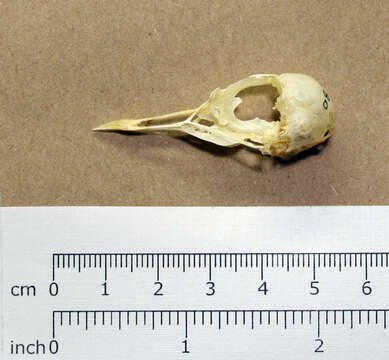 Image of Wilson's Plover