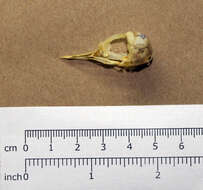 Image of Chestnut-banded Plover