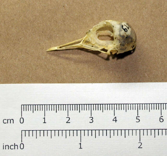 Image of Kittlitz's Plover