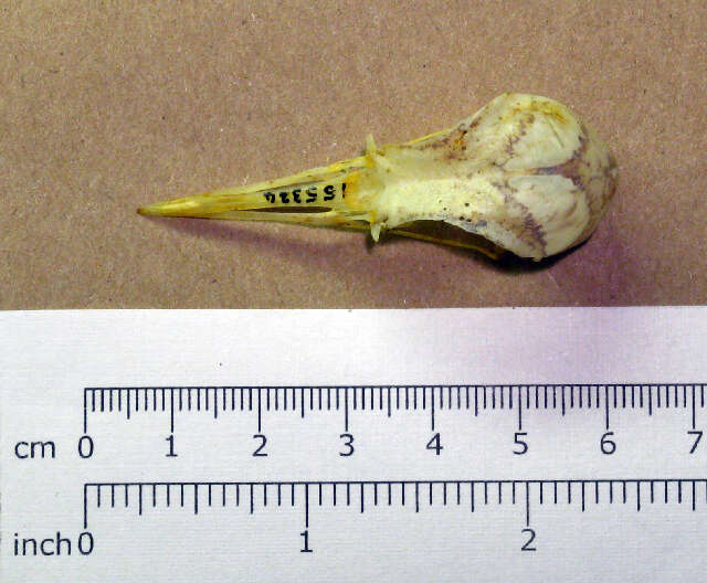 Image of American Golden Plover