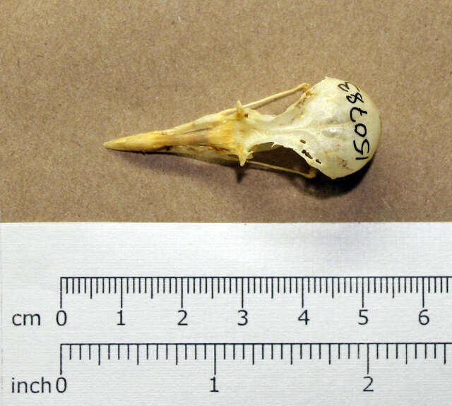 Image of Wilson's Plover