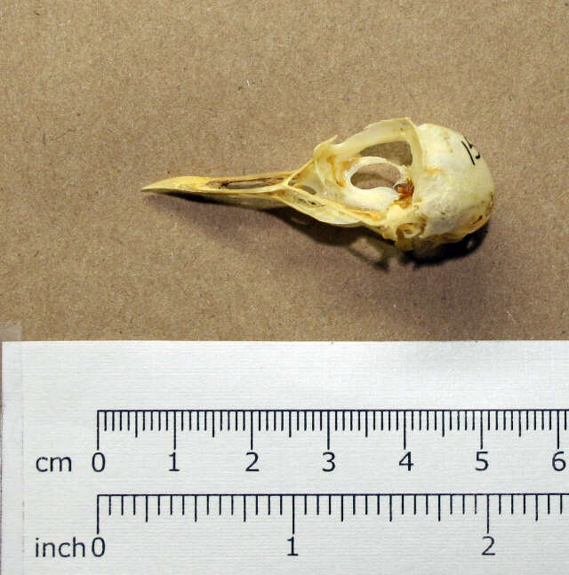 Image of Wilson's Plover