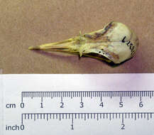 Image of Eurasian Golden Plover