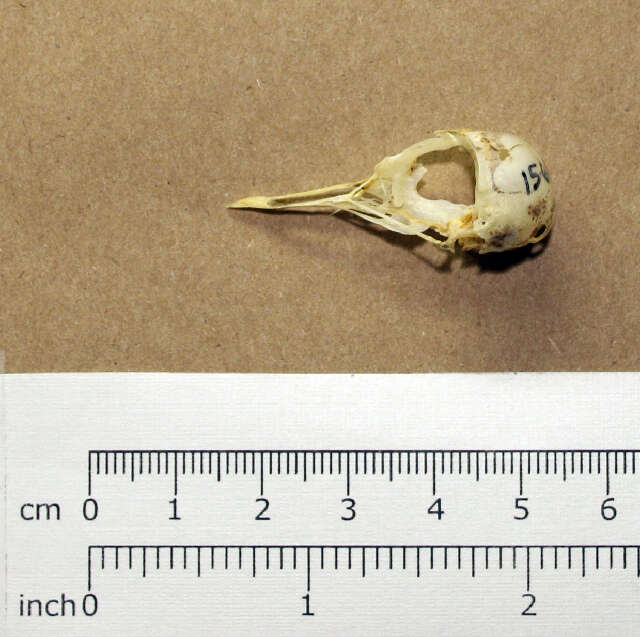 Image of Kittlitz's Plover