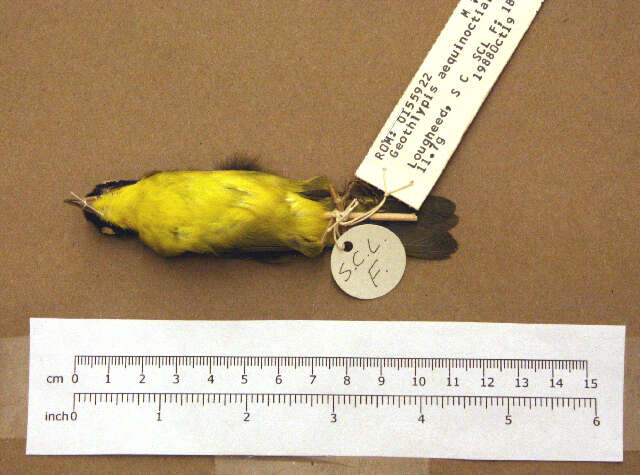 Image of Masked Yellowthroat
