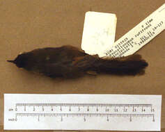 Image of Rufous-fronted Thornbird