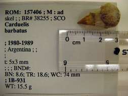 Image of Black-chinned Siskin