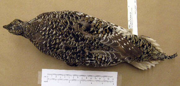 Image of Sharp-tailed Grouse