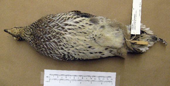 Image of Sharp-tailed Grouse