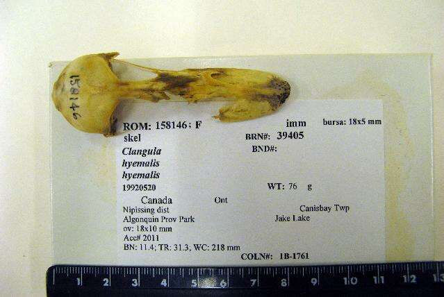Sivun Clangula Leach 1819 kuva