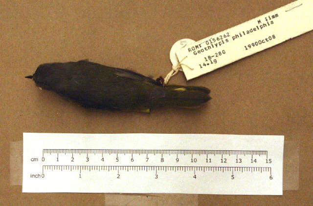 Image of Mourning Warbler