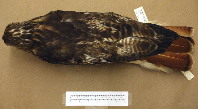 Image of Red-tailed Hawk