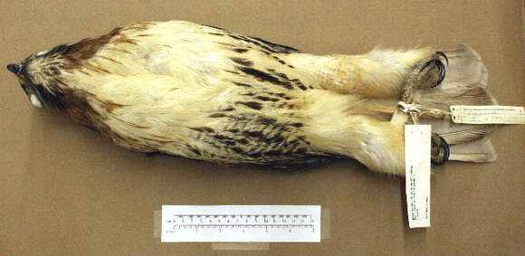 Image of Red-tailed Hawk