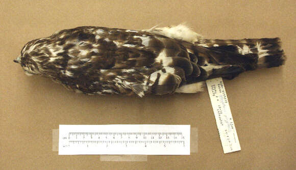 Image of Broad-winged Hawk