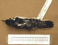 Image of hairy woodpecker