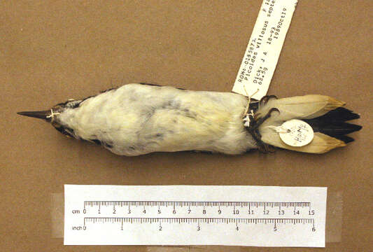Image of hairy woodpecker