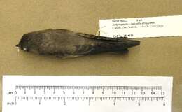 Image of Southern Rough-winged Swallow